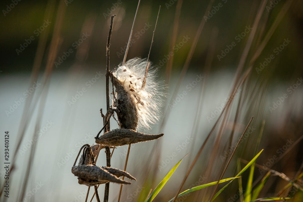 3-Pack Monarch Wind Runners